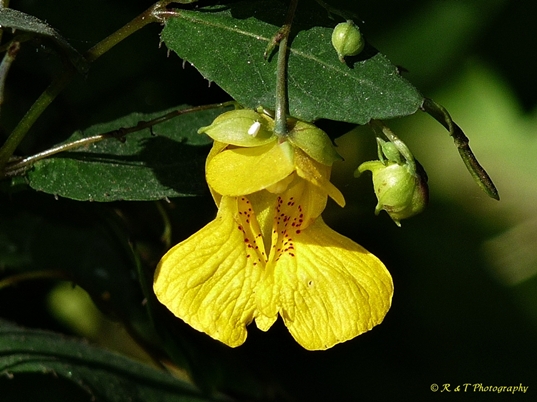 {Impatiens pallida}